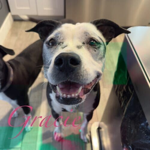 Gracie the tripod special needs black and white Pit Bull during in-home hourly pet sitting in Glendale AZ