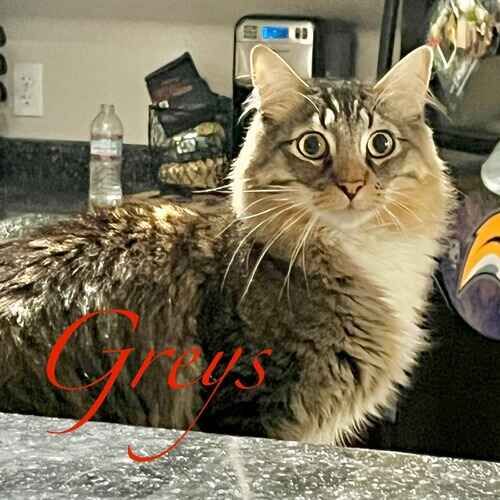 Greys the grey cat during in-home pet sitting visits in Glendale AZ