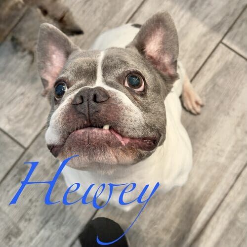 Hewey the grey and white French Bulldog during in-home pet sitting visits in Glendale AZ