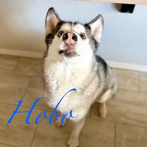 Hobo the senior Husky looking longingly at the pet sitter for treats in Phoenix AZ