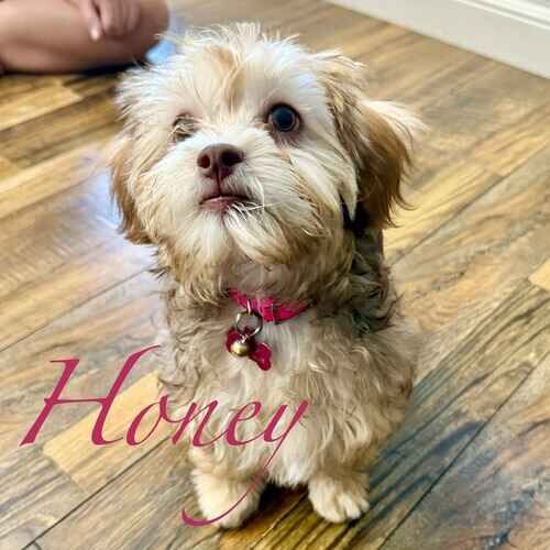 Honey the white and tan Shih Tzu during positive reinforcement puppy potty training in-home in Peoria AZ