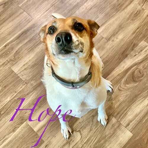 Hope the senior rescue dog sitting nicely for treats during a pet sitting drop-in visit in Peoria AZ