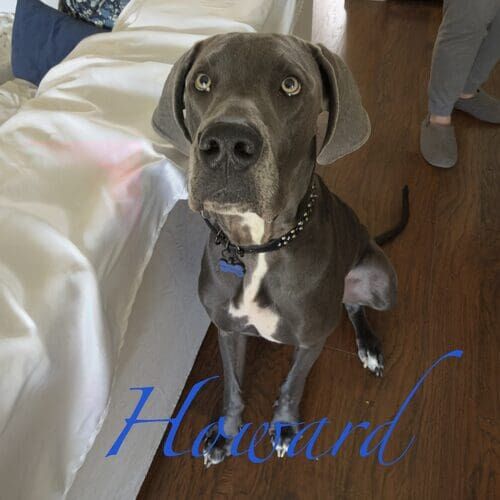 Howard the newly rescued Great Dane during 24-hour at-home pet sitting in Phoenix AZ