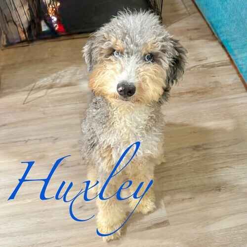 Huxley the tri-color Aussiedoodle rescue puppy during at-home positive reinforcement puppy training in Phoenix AZ