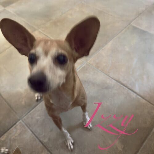 Izzy the rescued senior special needs Chihuahua during pet sitting visits in Peoria AZ