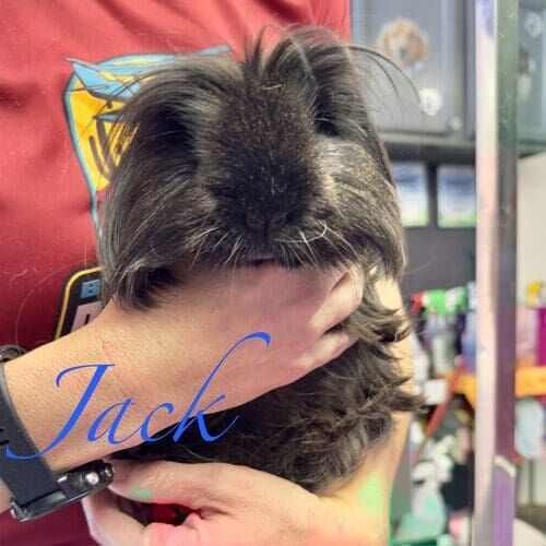 Jack the black long-haired guinea pig during in-home pet sitting visits in Phoenix AZ