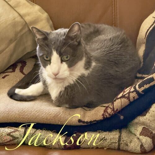 Jackson the grey and white senior cat during cat sitting in Arrowhead Ranch AZ