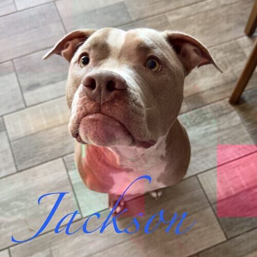 Jackson the rescued Pit Bull during in-home midday pet sitting in Glendale AZ
