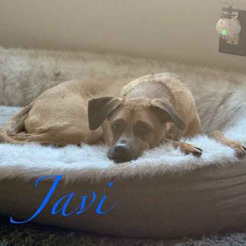 Javi the fearful shepherd mix laying in a dog bed during in-home pet care in Glendale AZ