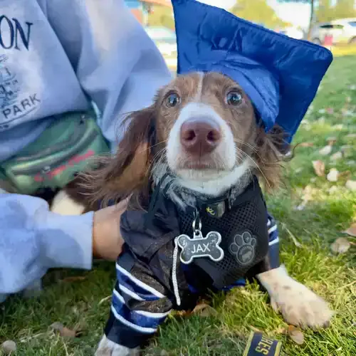 Jax the long-haired Dachshund wearing cap and gown after Beginning Obedience graduation in Glendale AZ
