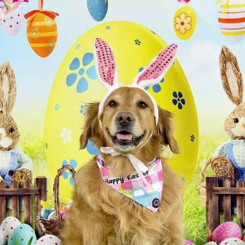 Jazzy the Golden Retriever wearing pink bunny ears during an Easter dog photoshoot in Glendale AZ