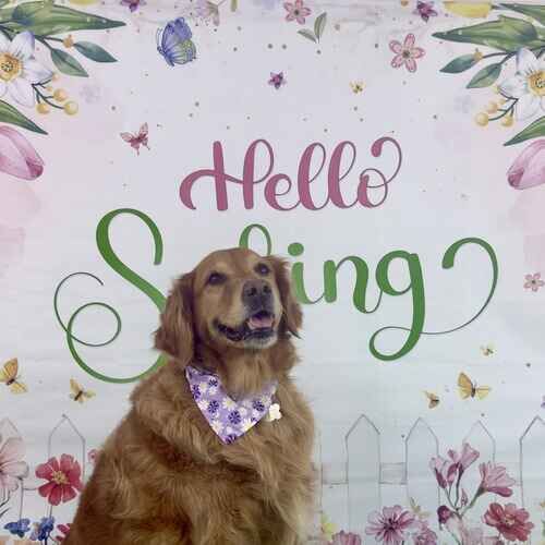 Jazzy the Golden Retriever during a spring dog photoshoot in Arrowhead Ranch AZ