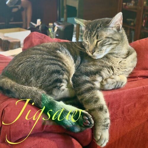 Jigsaw the striped tan cat lying on the back of a couch during cat sitting visits in Glendale AZ