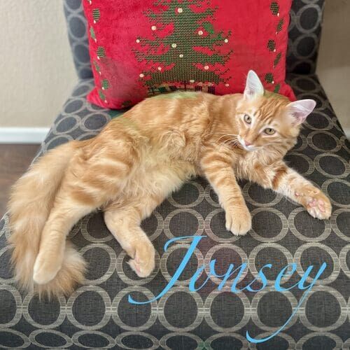 Jonsey the orange striped cat relaxing on a chair during in-home cat sitting in Glendale AZ