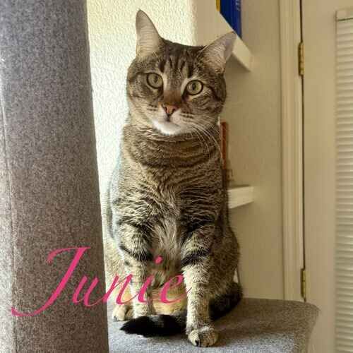 Junie the brown striped cat peeking from a cat tree during cat sitting visits in Glendale AZ