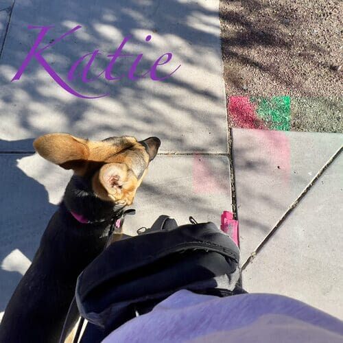 Katie the German Shepherd puppy during positive leash training in Peoria AZ