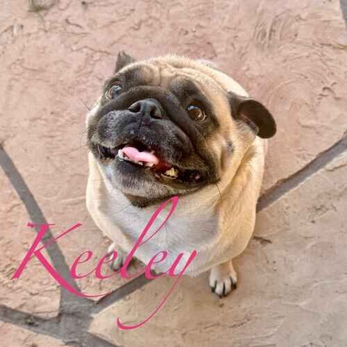 Keeley the tan Pug smiling with dog sitter during at-home dog care in Phoenix AZ