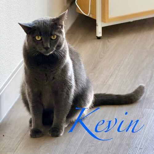 Kevin the grey senior cat sitting and watching the in-home pet sitter in Peoria AZ