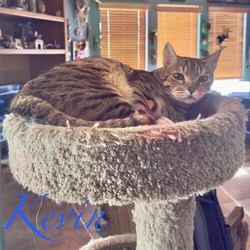 Kevin the orange striped cat relaxing in a cat tree during a cat sitting visit in Glendale AZ
