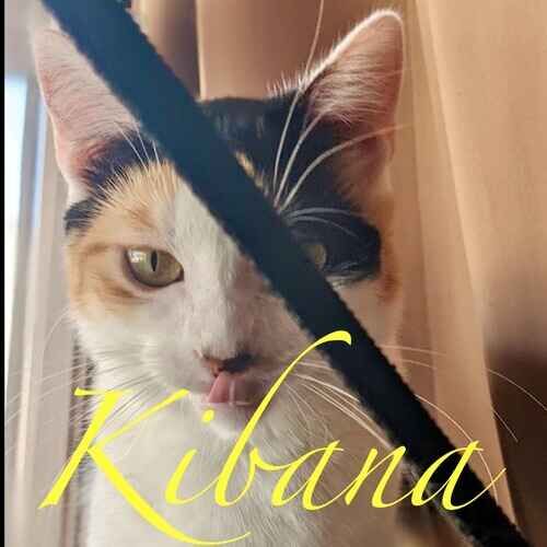 Kibana the tri-colored cat peeking at the cat sitter in Phoenix AZ