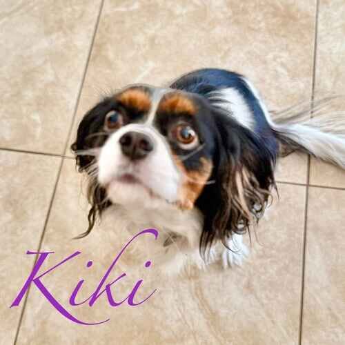 Kiki the tri-color Cavalier King Charles Spaniel during positive in-home puppy training in Peoria AZ