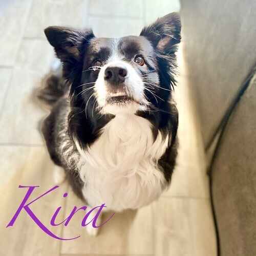 Kira the black and white Aussie sitting patiently waiting for a treat during in-home pet sitting in Phoenix AZ