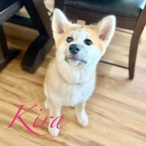 Kira the tan and white Akita puppy during midday potty break visits in Peoria AZ