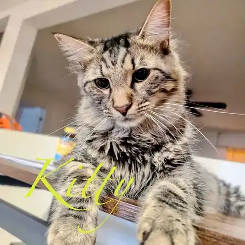Kitty cat during pet sitting in Glendale AZ