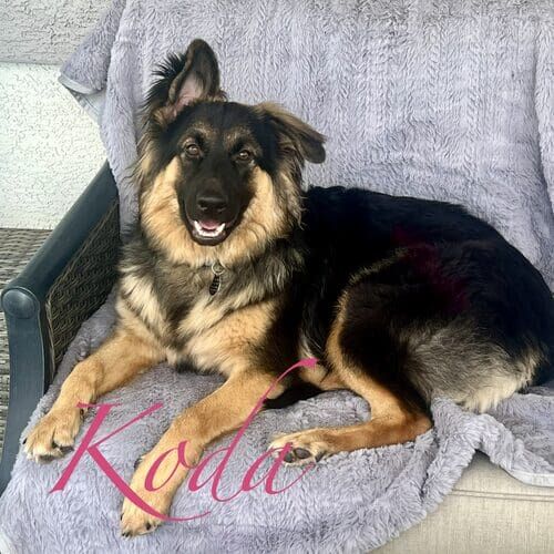 Koda the rescued shepherd sitting beside an outdoor chair during a pet sitting drop-in visit in Glendale AZ