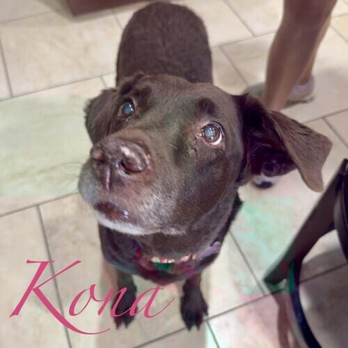 Kona the senior chocolate Lab during at-home overnight pet sitting in Peoria AZ