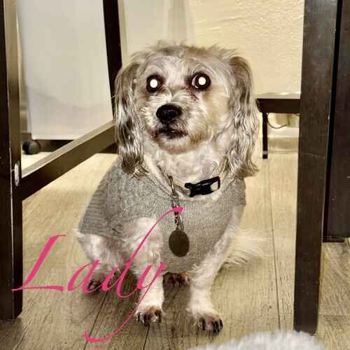 Lady the fearful small dog peering cautiously at the pet sitter in Phoenix AZ