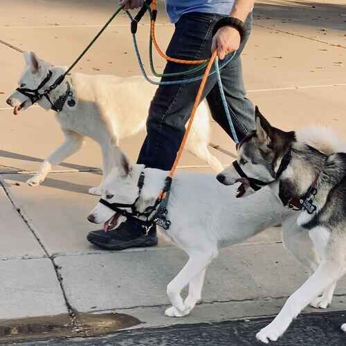 Leash training client successfully walking three Huskies together in Glendale AZ