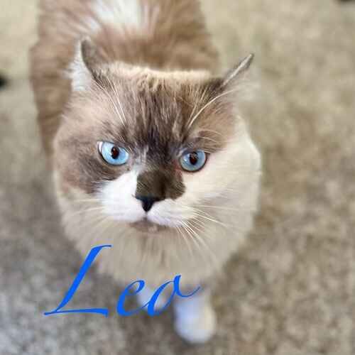 Leo the white and brown blue-eyed cat looking intently at the cat sitter for a lickable treat in Glendale AZ