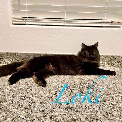 Loki the black cat lying down during a cat sitting visit in Phoenix AZ