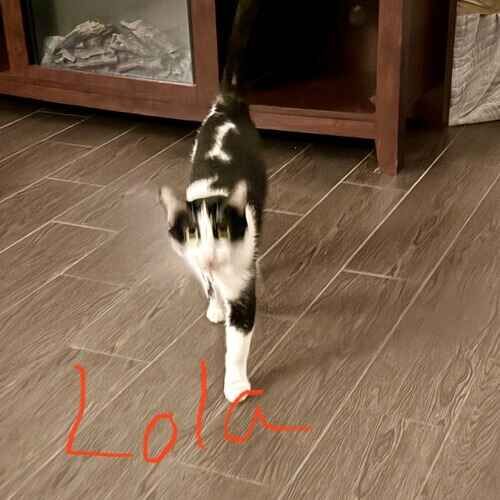 Lola the black and white cat walking toward the cat sitter in Glendale AZ