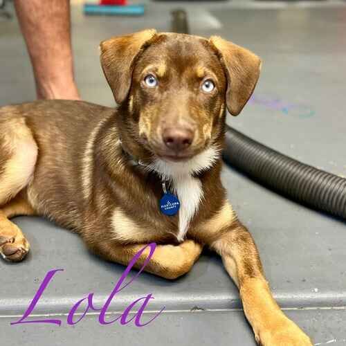 Lola the fearful rescued German Shepherd mix puppy during nail desensitization training in Glendale AZ