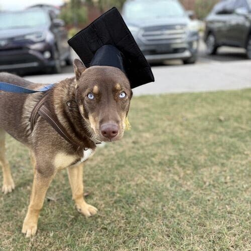 Lola the fearful shepherd mix graduating from Beginning Obedience dog training class in Glendale AZ