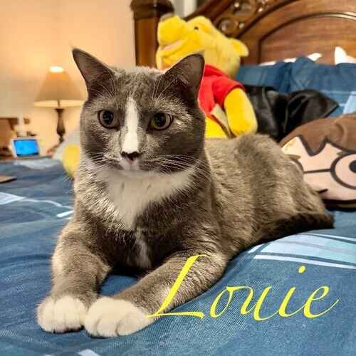 Louie the grey cat stretching out on a bed during overnight cat sitting in Phoenix AZ
