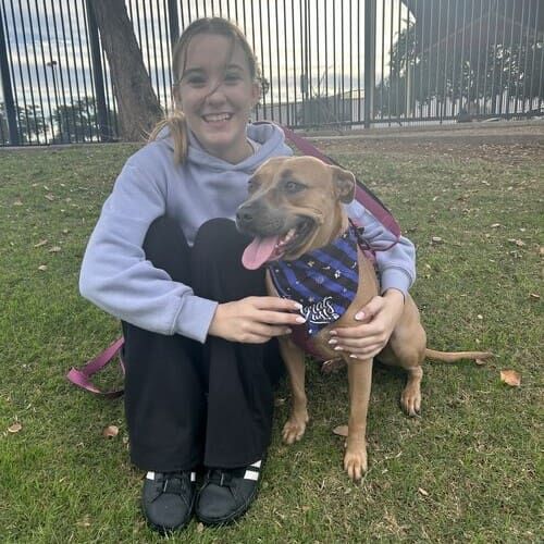 Luna the rescue Pit Bull sitting with her human after Beginning Obedience dog training class graduation in Glendale AZ