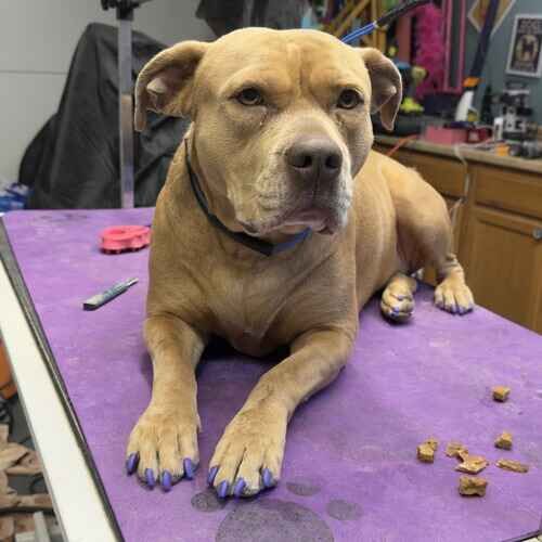 Luna the tan Pit Bull during dog nail painting in Glendale AZ