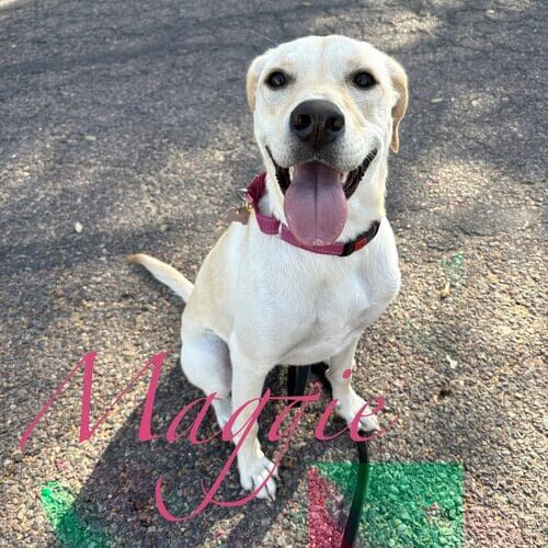Maggie the rescued yellow Lab during weekly dog walking in Phoenix AZ