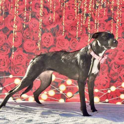 Mahina the new rescue dog posing nervously during a Valentine's Day dog photoshoot in Glendale AZ