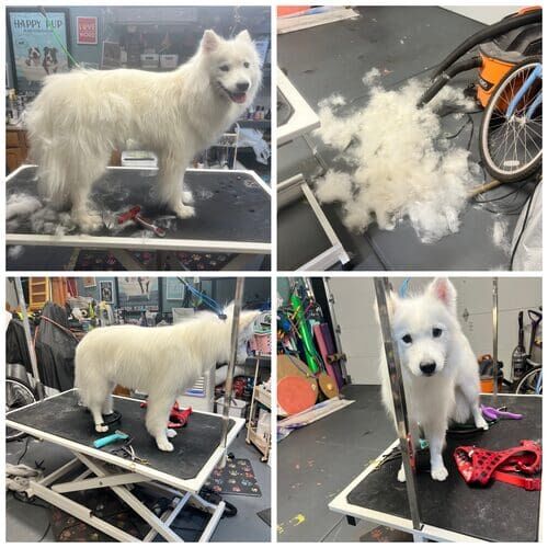 Maizie the Samoyed before, during, and after dog grooming and de-shedding in Glendale AZ