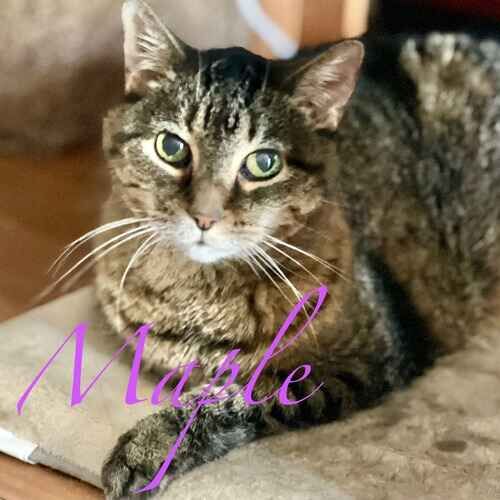 Maple the brown striped cat lying down waiting for ear medication during cat sitting visits in Glendale AZ