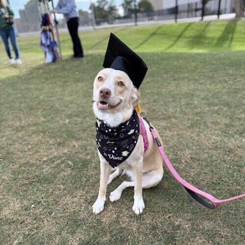 Maple the rescued Husky mix smiling while wearing a black graduation cap after Beginning Obedience dog training class graduation in Glendale AZ
