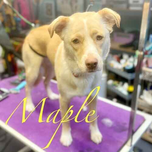 Maple the tan and white rescued shepherd mix posing after a dog bath and de-shedding in Glendale AZ