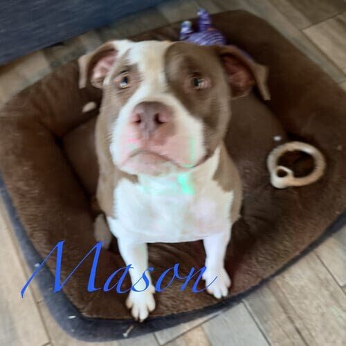 Mason the brown and white Pit Bull sitting on a dog bed during hourly pet sitting visits in Glendale AZ