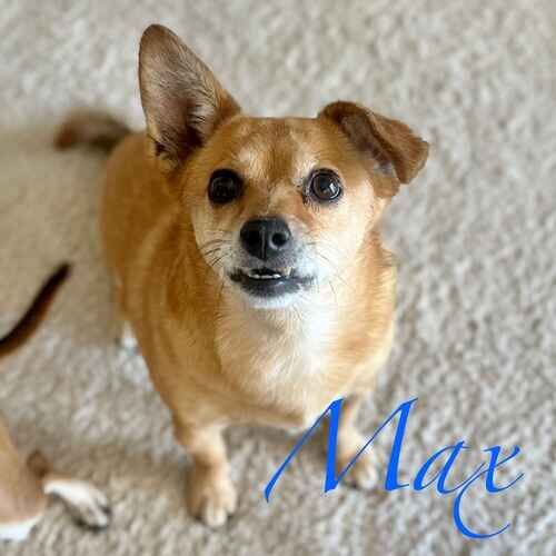 Max the tan rescue small dog sitting for a treat during potty break visits in Phoenix AZ