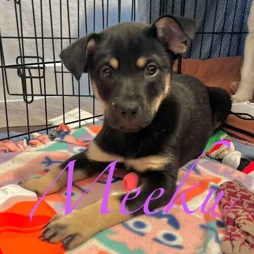 Meeku the shepherd foster puppy during in-home positive puppy training in Sun City AZ