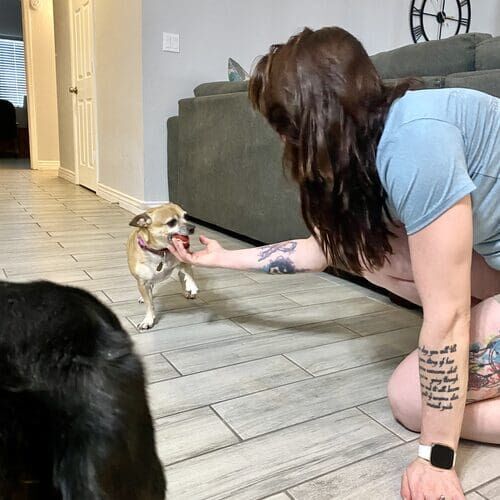 Melissa the pet sitter petting a small dog during a pet sitting visit in Glendale AZ